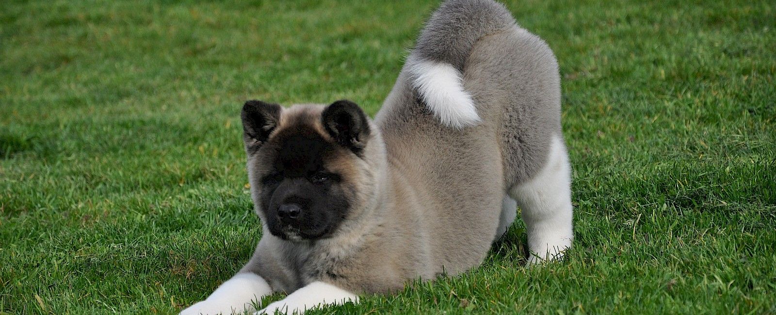 American Akita Kennel of Michiko-Shameika preview 2