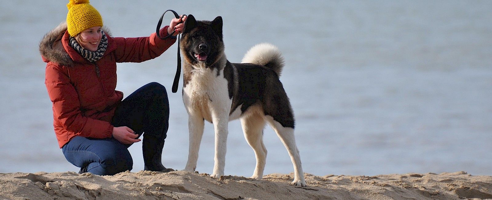 American Akita Kennel of Michiko-Shameika preview 1