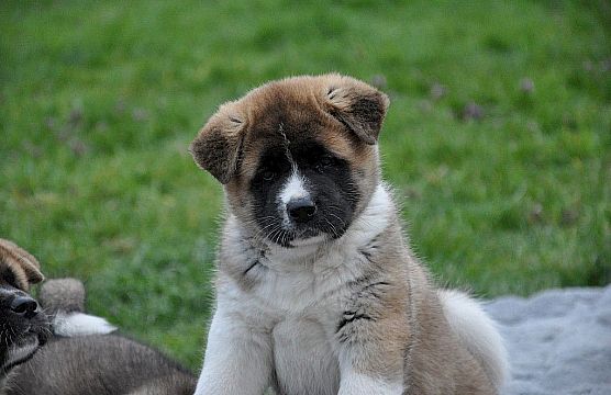 Pups born on February 1, 2014!