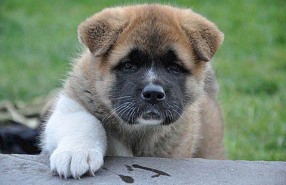 Pups born on February 1, 2014!