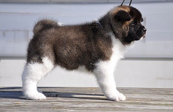 Pups born on February 1, 2014!