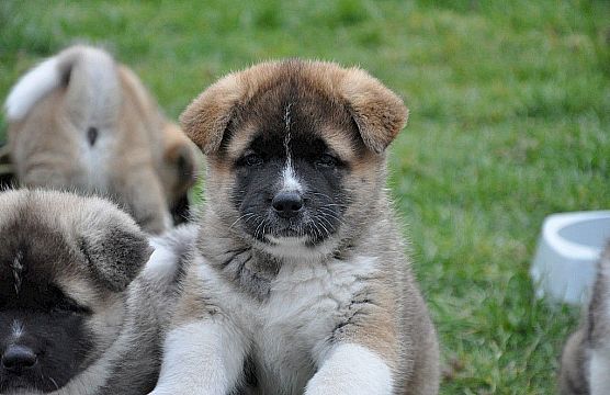 Pups born on February 1, 2014!